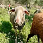 Ramaj