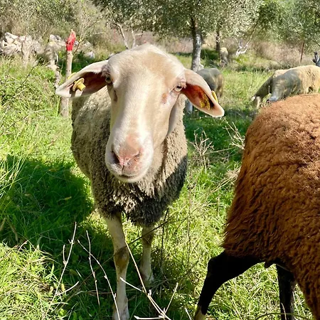 Ramaj
